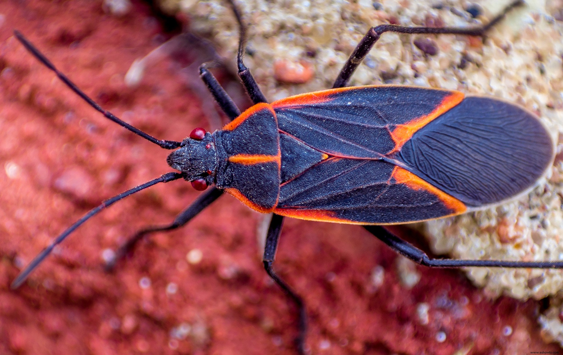 5 consejos imprescindibles para evitar que los insectos boxelder invadan su casa este otoño 