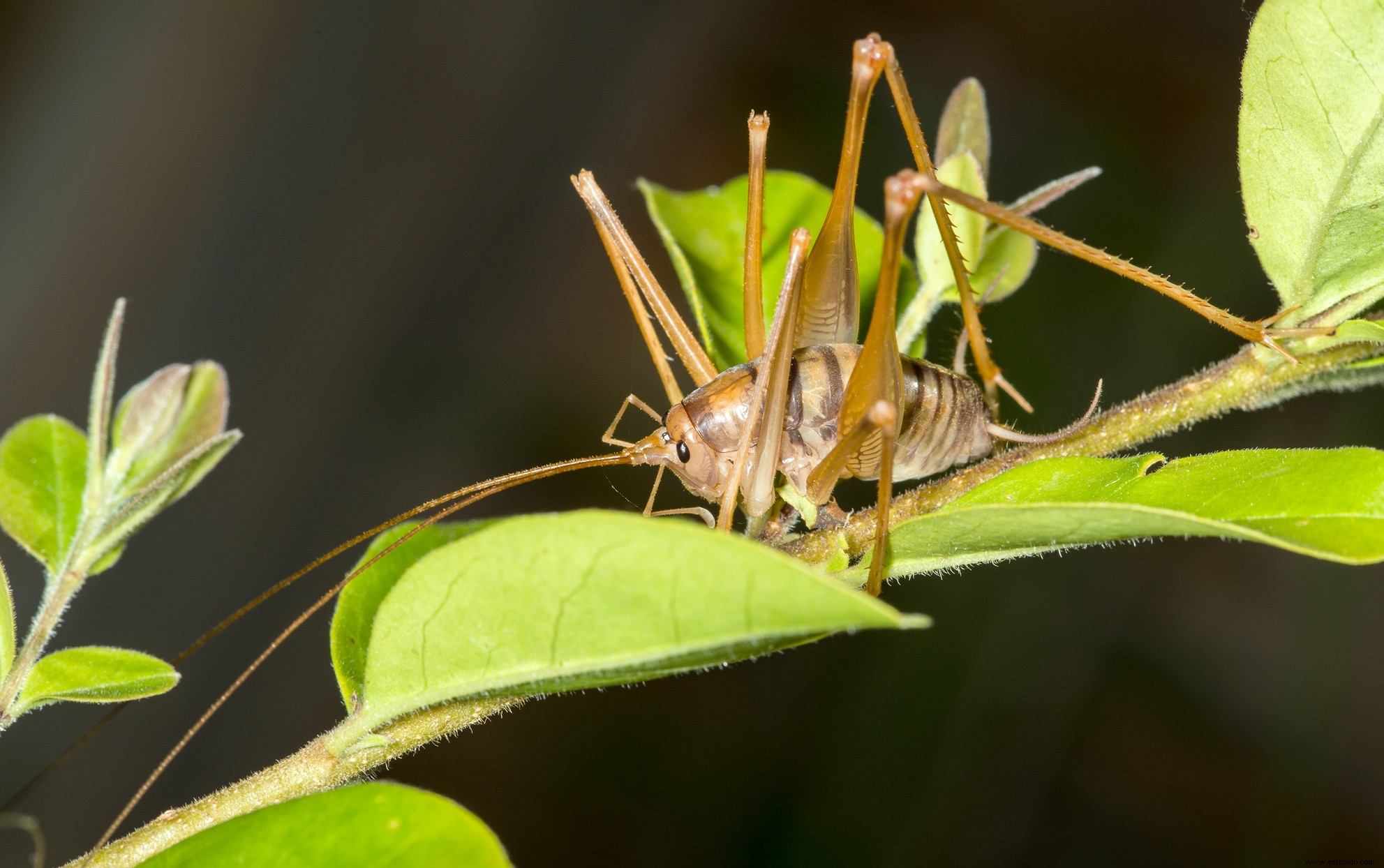 5 cosas que no sabías sobre los grillos araña (y cómo deshacerte de ellos) 