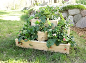 Guía paso a paso: Cómo construir una maceta escalonada para fresas y maximizar tu cosecha