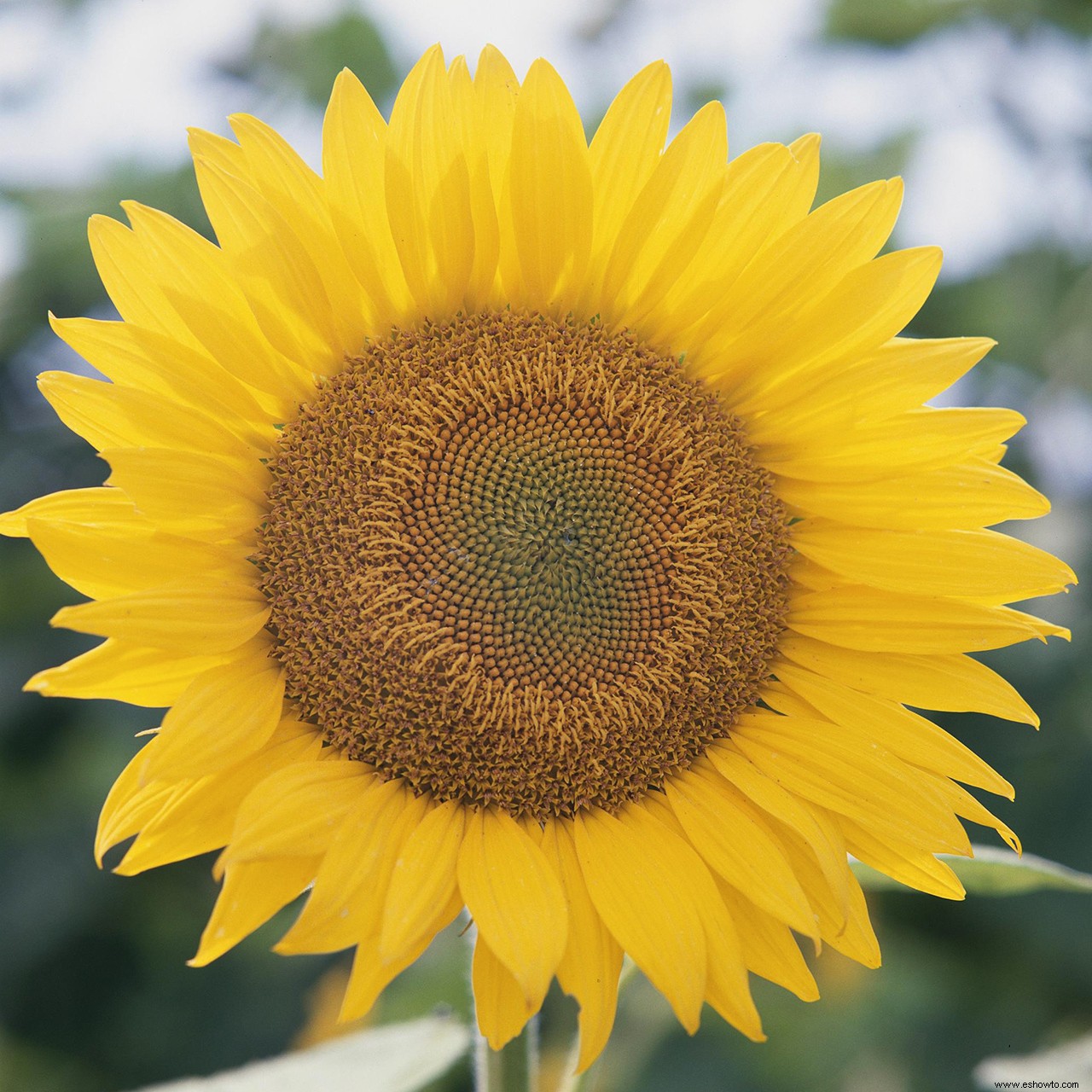 5 datos fascinantes sobre los girasoles que probablemente no sabías 