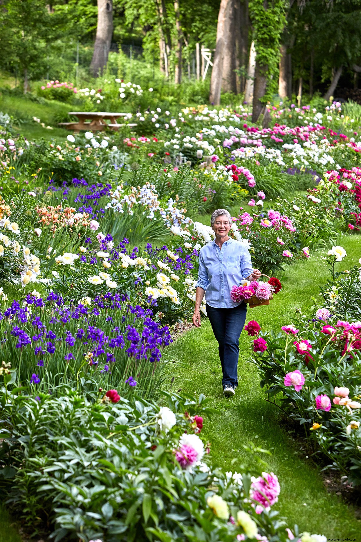 Más de 1000 peonías llenan este colorido jardín del Medio Oeste 