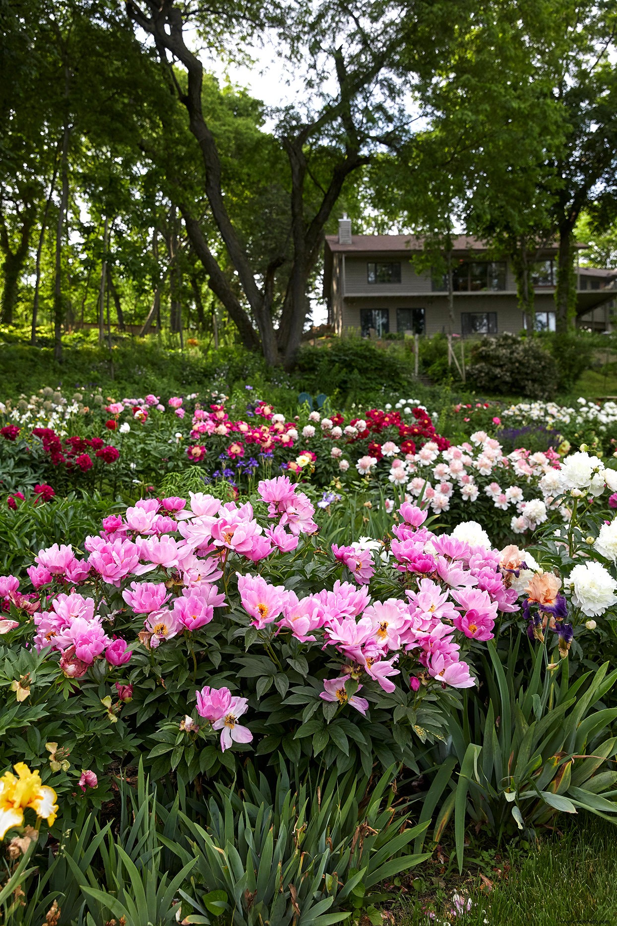 Más de 1000 peonías llenan este colorido jardín del Medio Oeste 