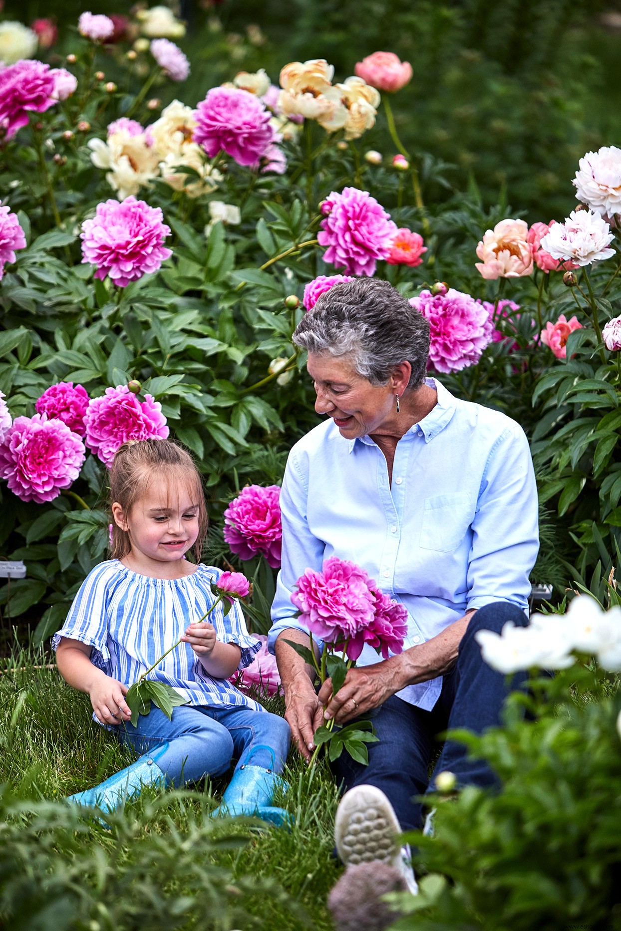 Más de 1000 peonías llenan este colorido jardín del Medio Oeste 