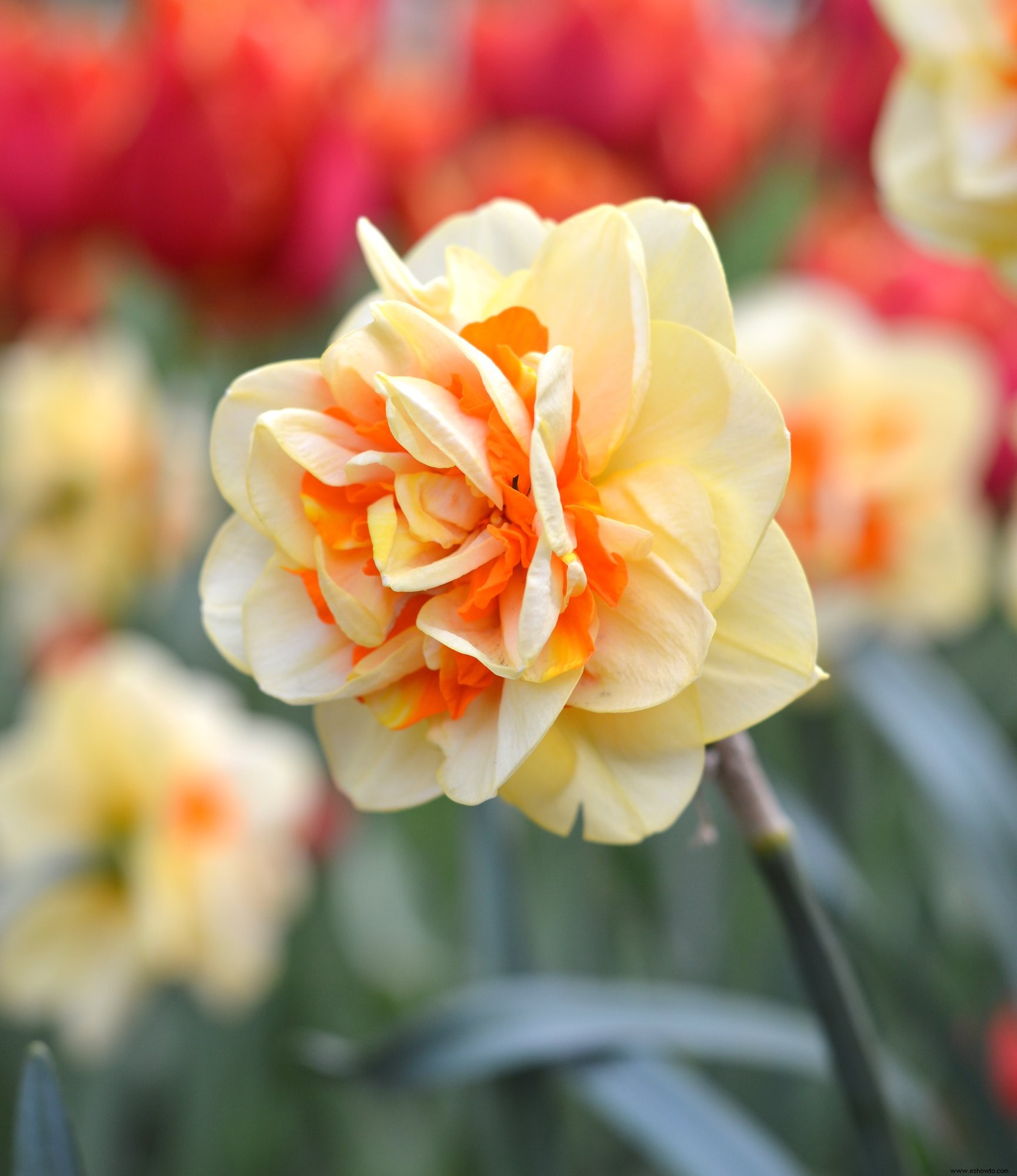 Los narcisos dobles son el impulso lleno de pétalos que su jardín de primavera necesita 