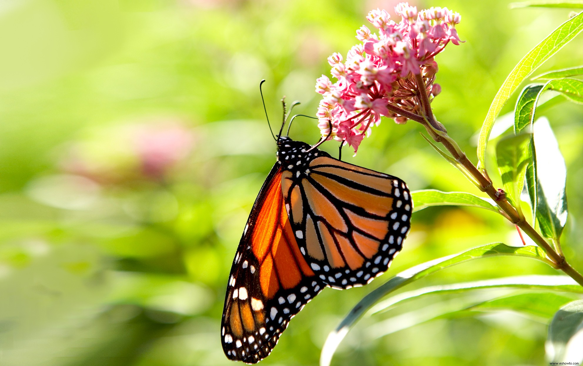 Así es como puede obtener semillas de algodoncillo gratis para ayudar a las mariposas monarca 