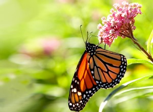 Cómo Obtener Semillas de Algodoncillo Gratis para Proteger a las Mariposas Monarca