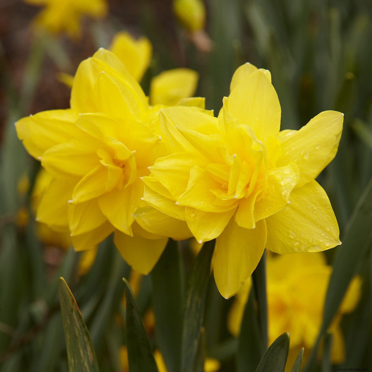 Los narcisos dobles son el impulso lleno de pétalos que su jardín de primavera necesita 