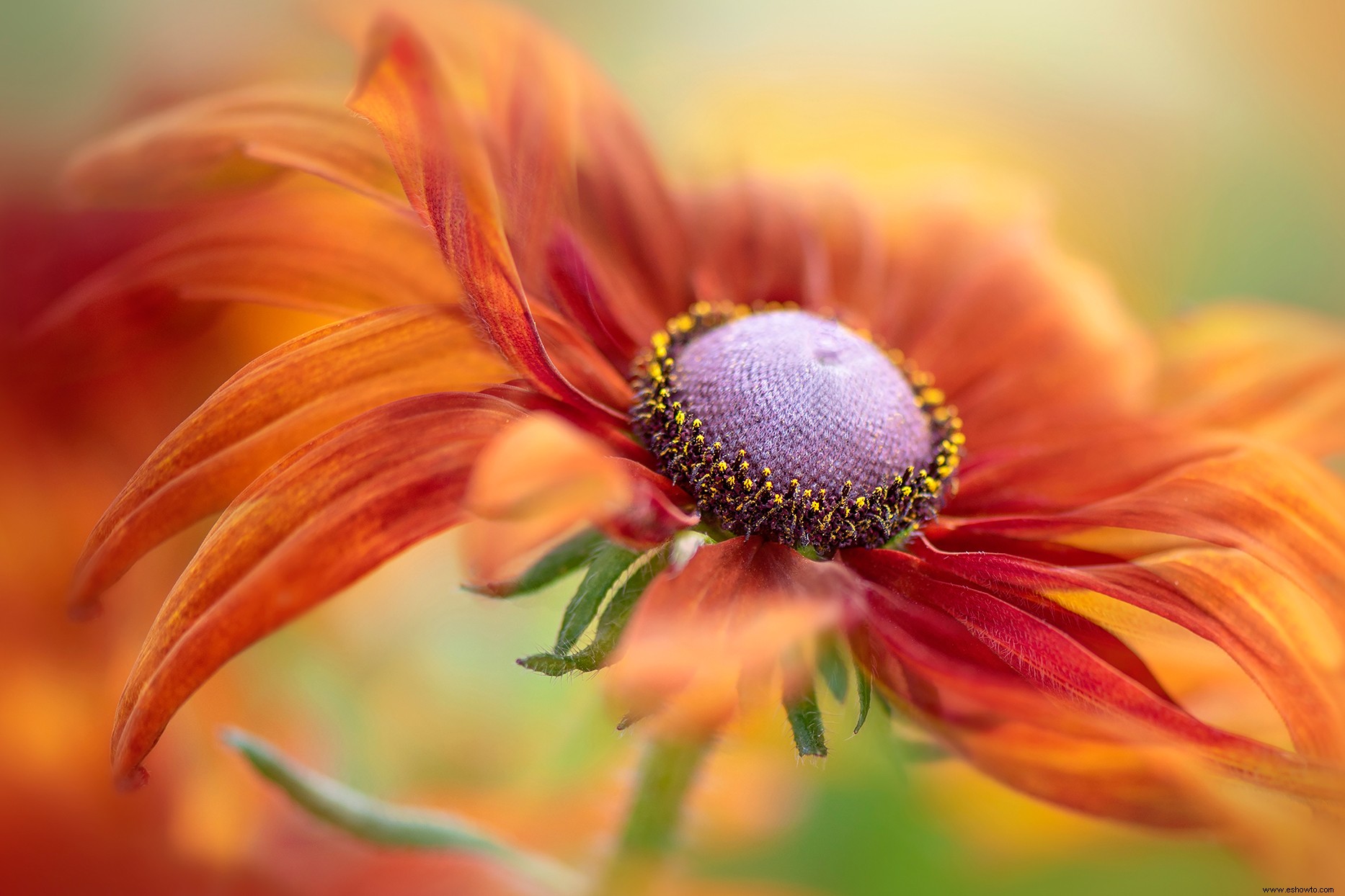 Estas galardonadas fotos de jardines son el escape pacífico que todos necesitamos en este momento 