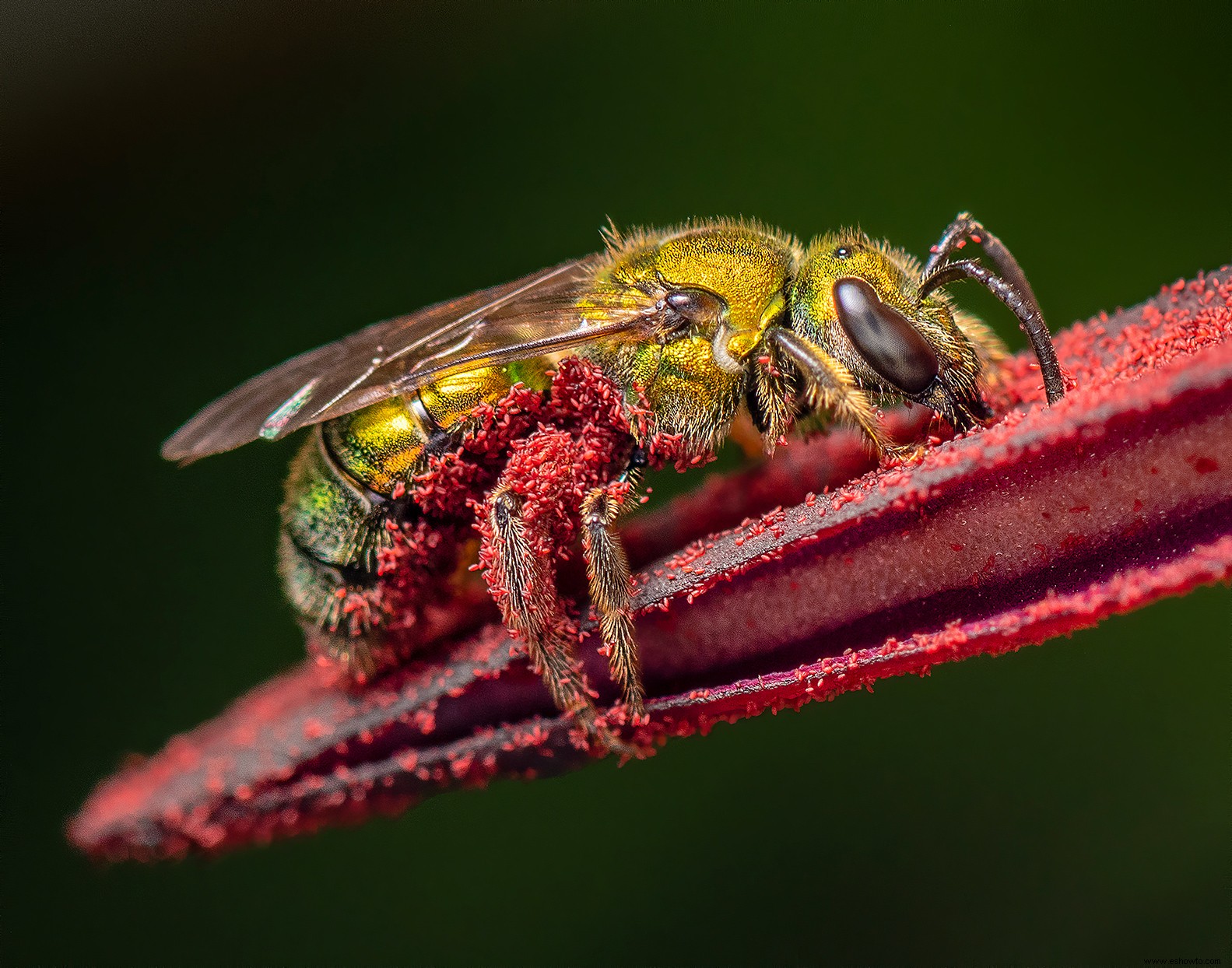 Estas galardonadas fotos de jardines son el escape pacífico que todos necesitamos en este momento 