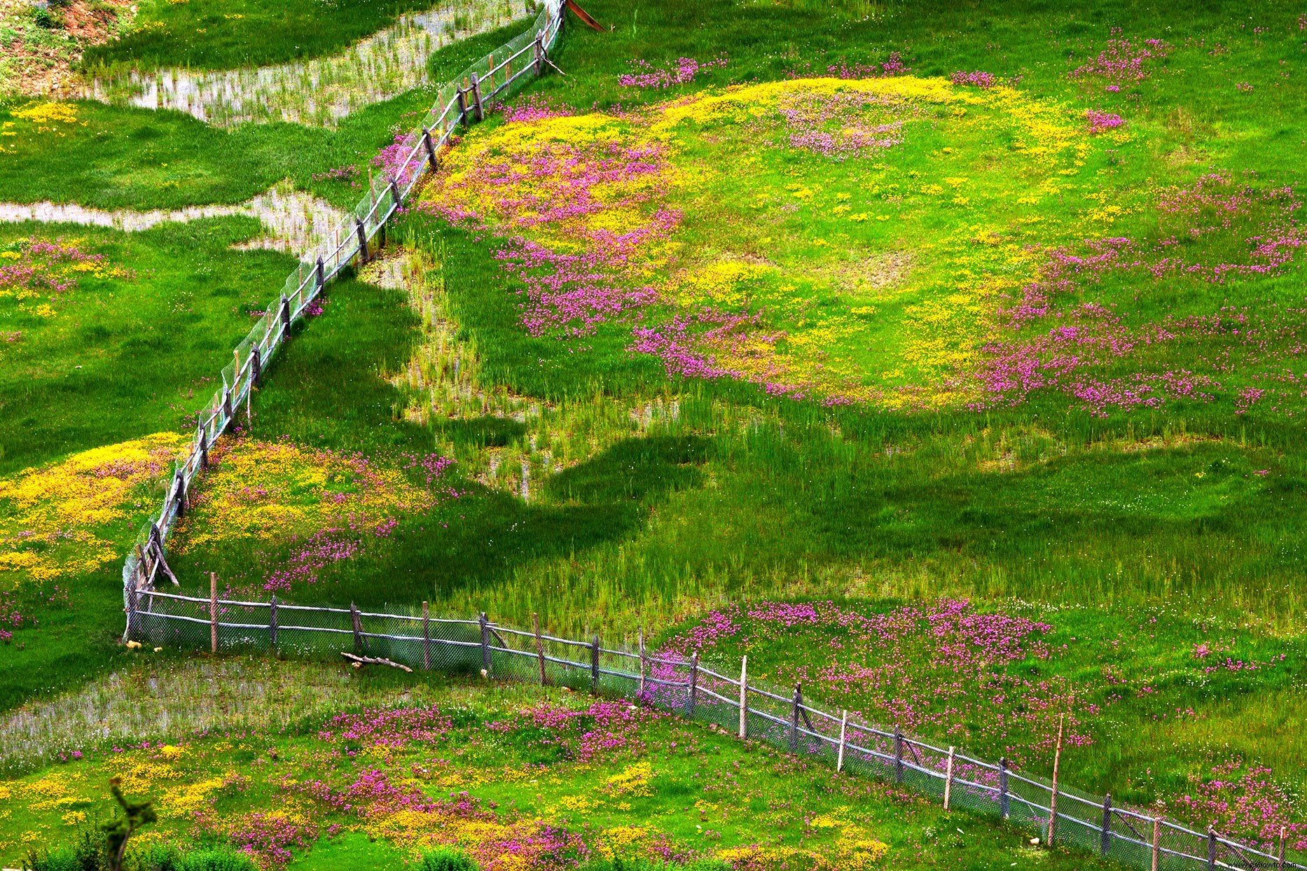 Estas galardonadas fotos de jardines son el escape pacífico que todos necesitamos en este momento 