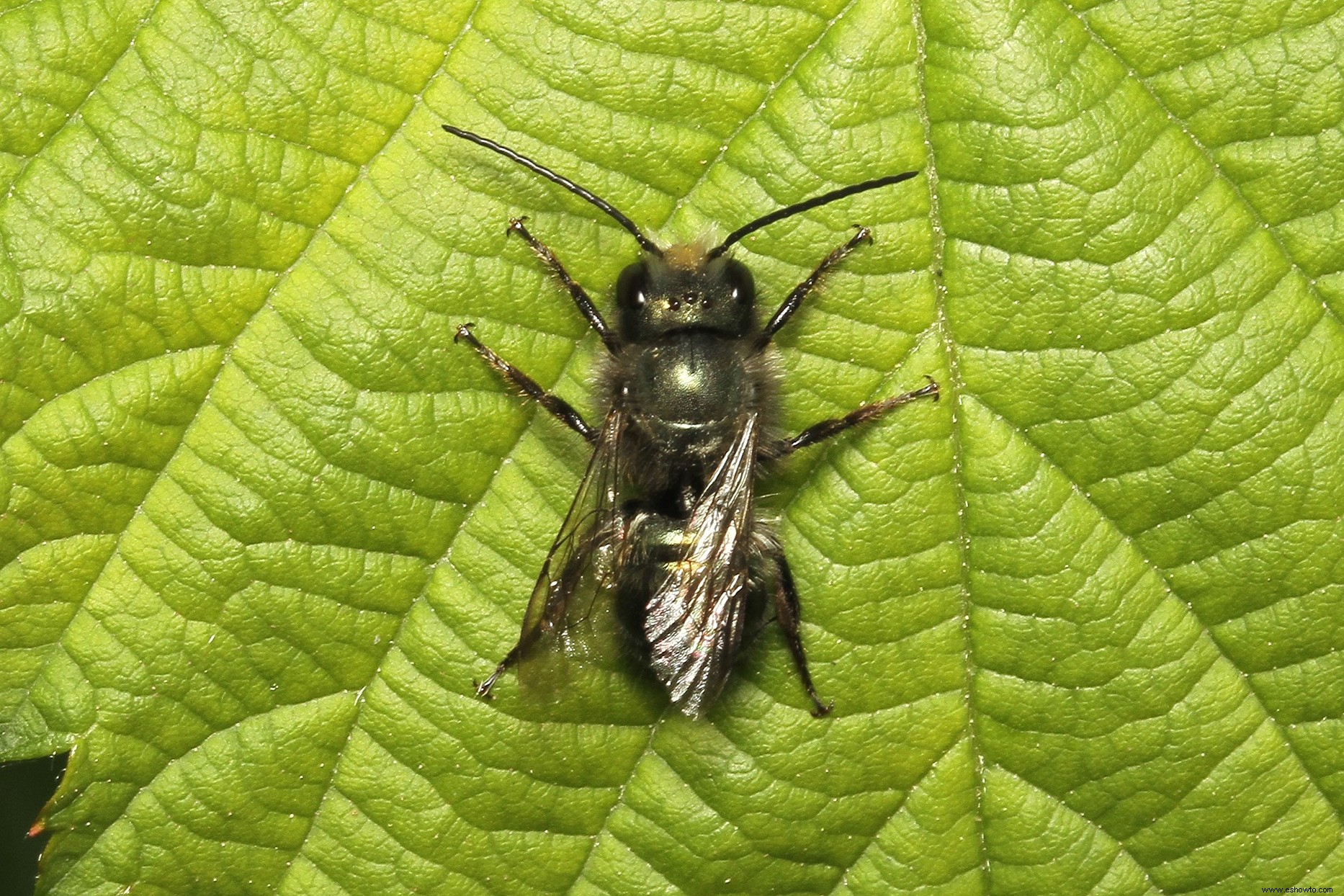 Esta empresa le permite alquilar abejas para aumentar su población local de polinizadores 