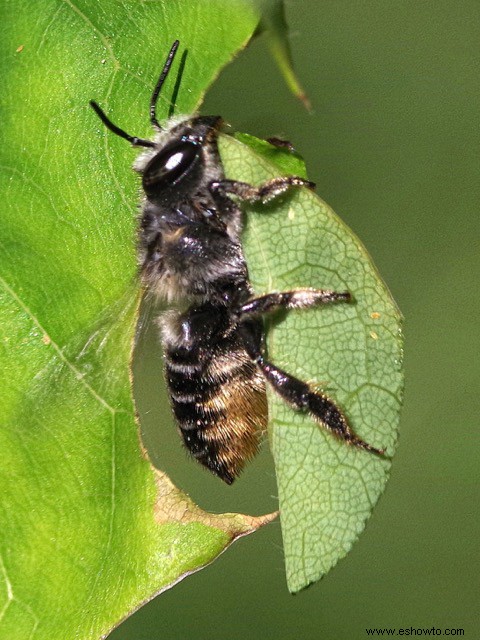 Esta empresa le permite alquilar abejas para aumentar su población local de polinizadores 