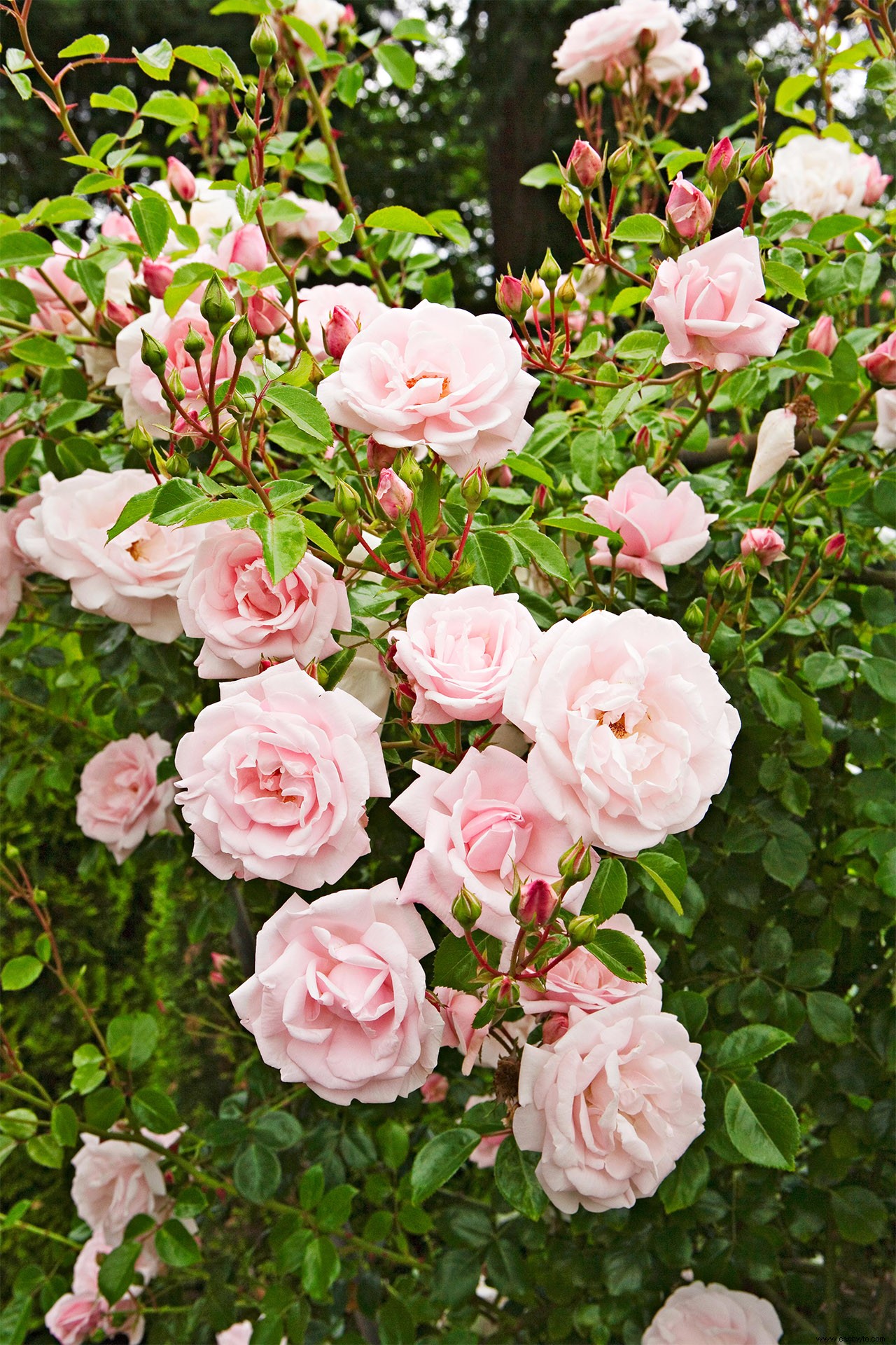 Nuestros seguidores de Instagram están obsesionados con esta hermosa rosa trepadora 