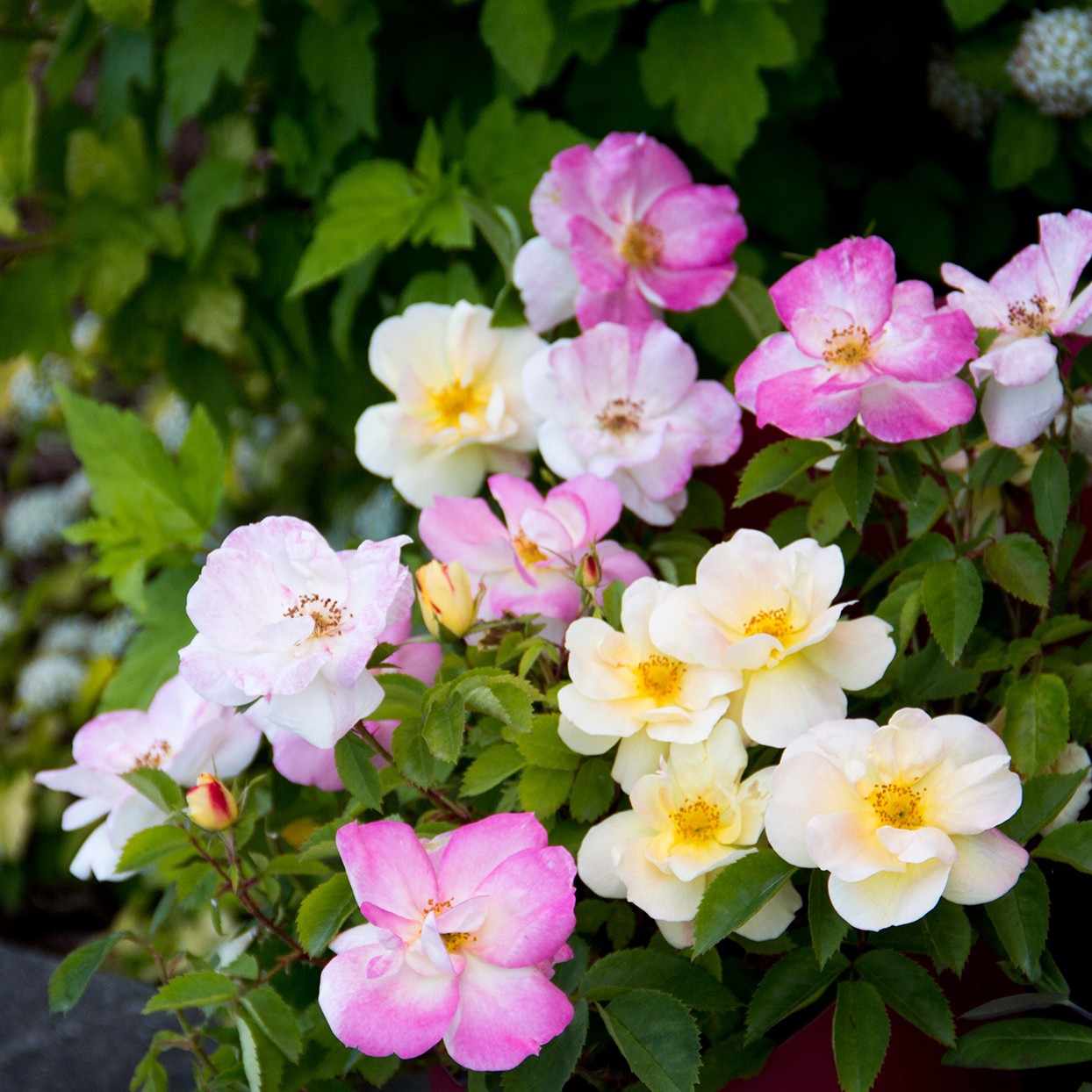 Las rosas de durazno y limonada son las flores que cambian de color que su jardín necesita 