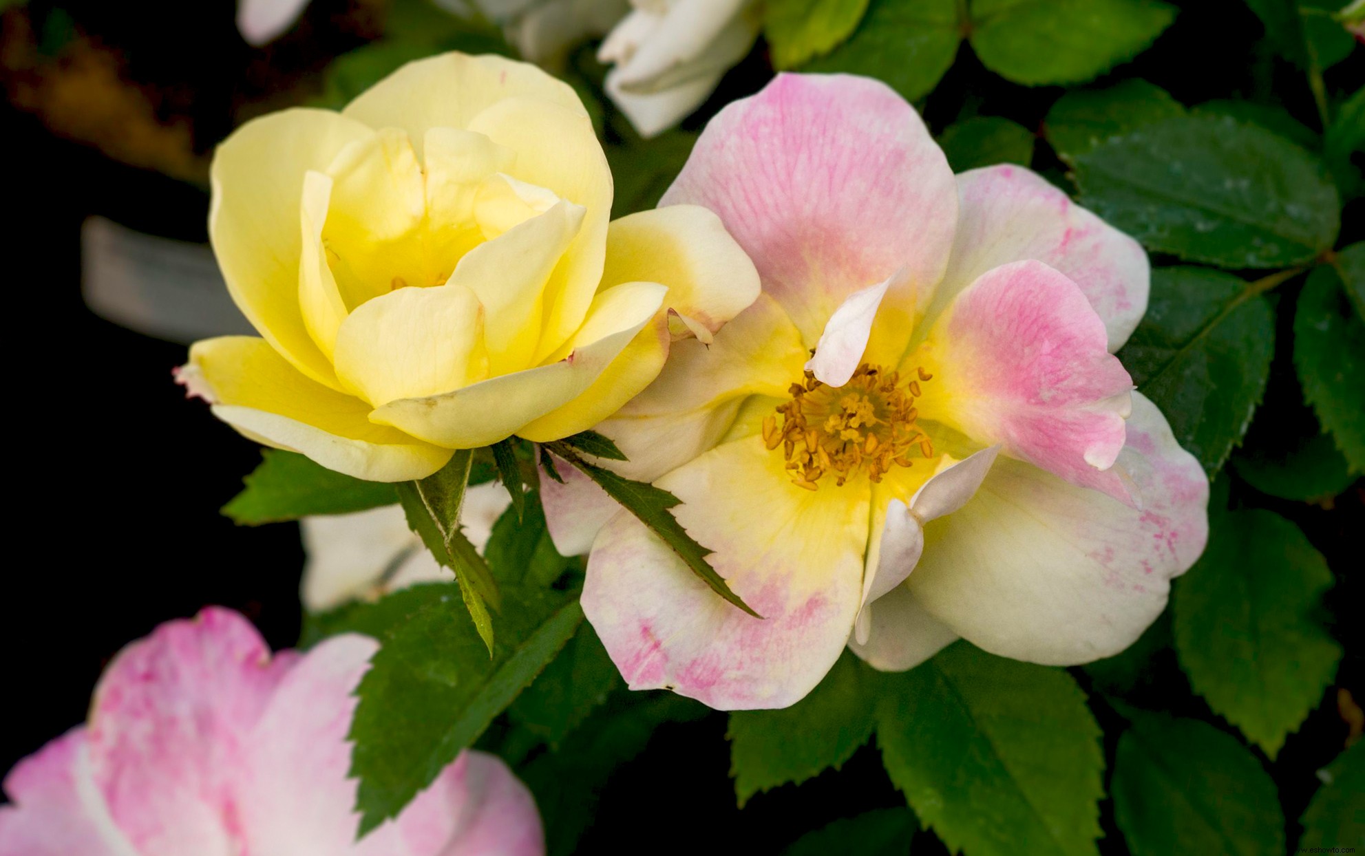 Las rosas de durazno y limonada son las flores que cambian de color que su jardín necesita 