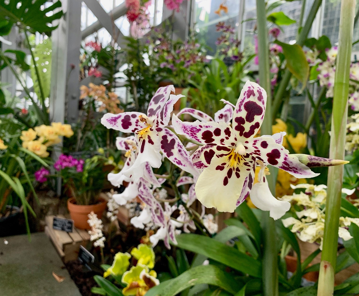 Una extravagancia de orquídeas está floreciendo en el Jardín Botánico de EE. UU. ahora mismo 
