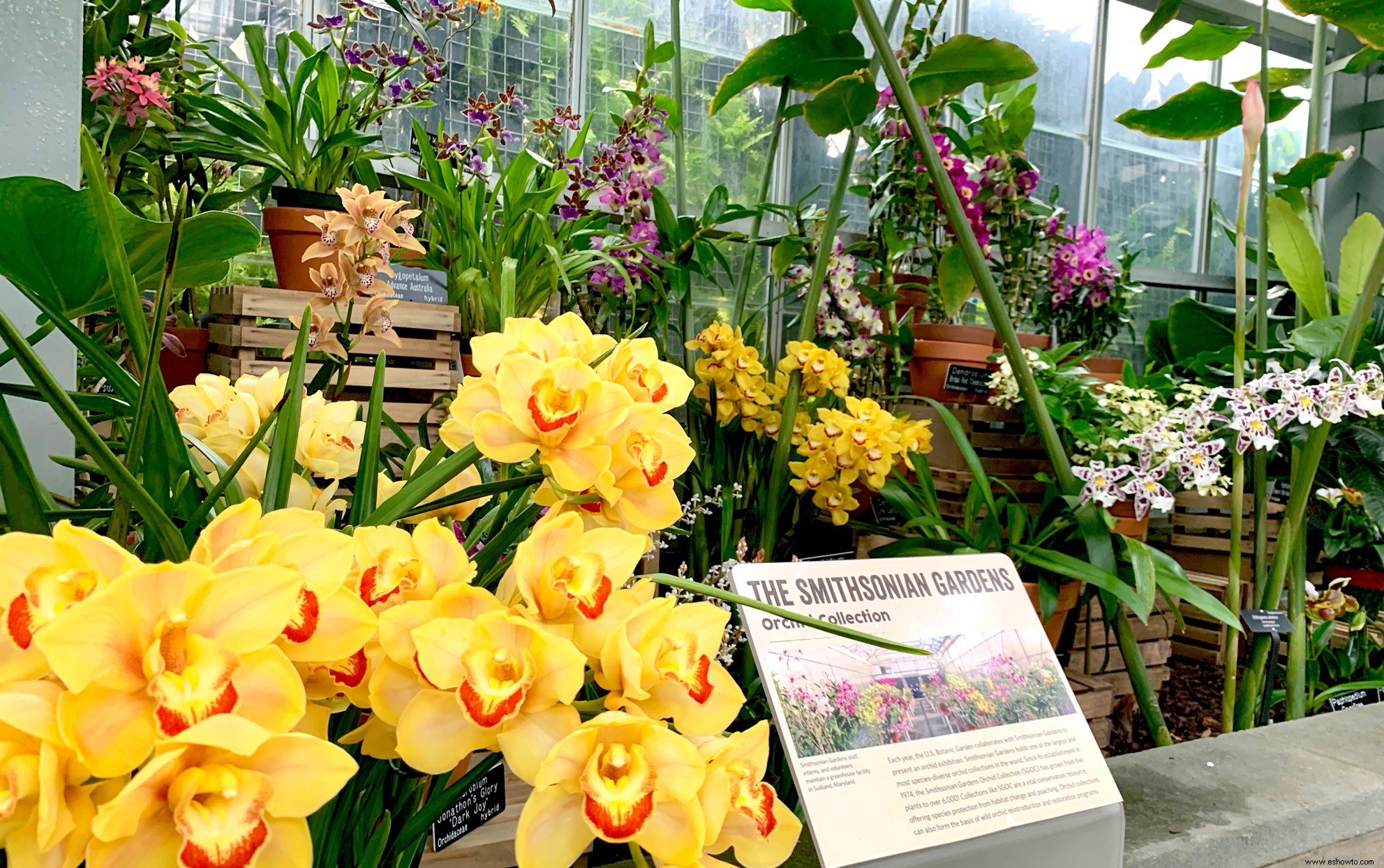 Una extravagancia de orquídeas está floreciendo en el Jardín Botánico de EE. UU. ahora mismo 