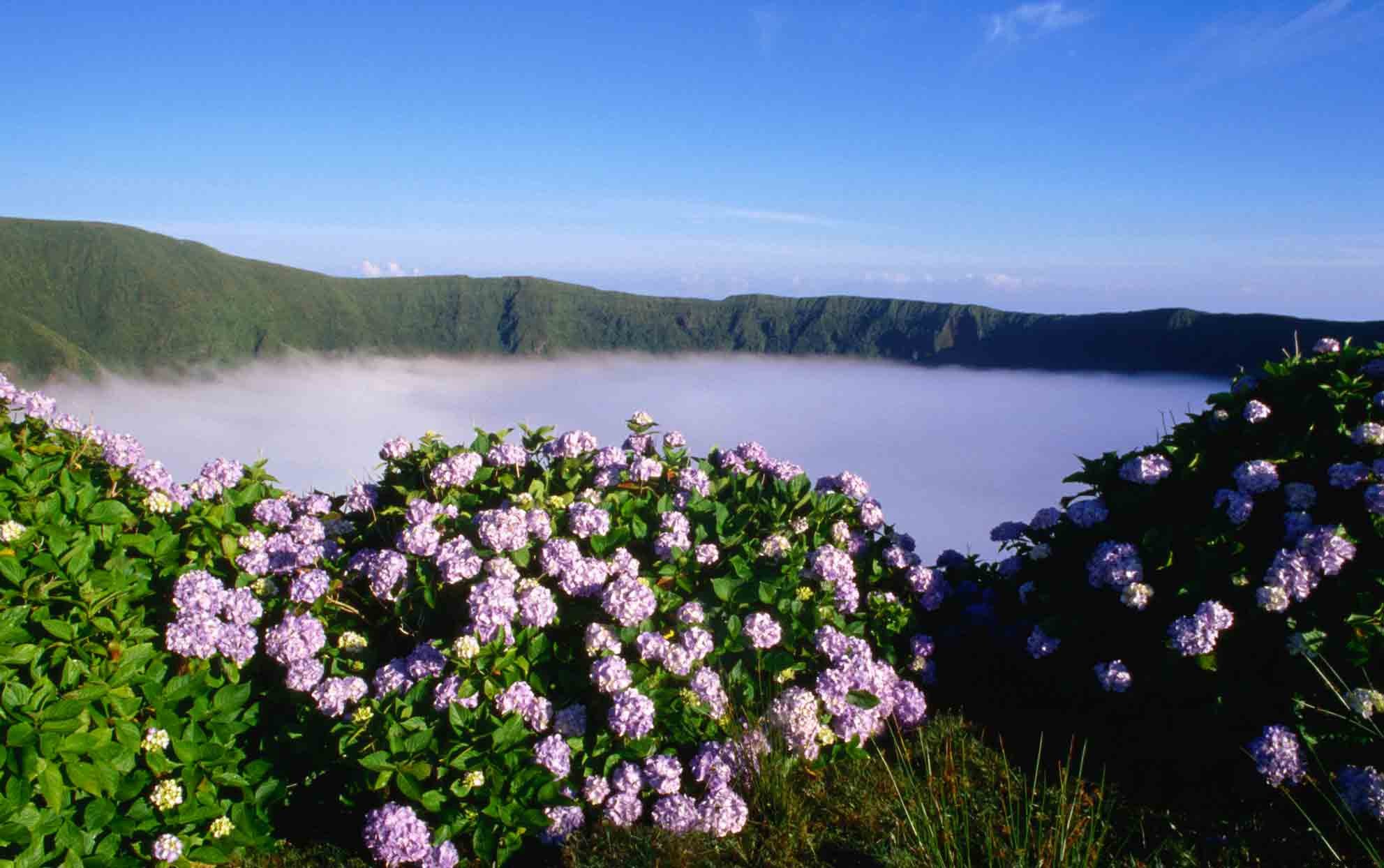 Esta isla volcánica tiene algunas de las hortensias más hermosas del mundo 
