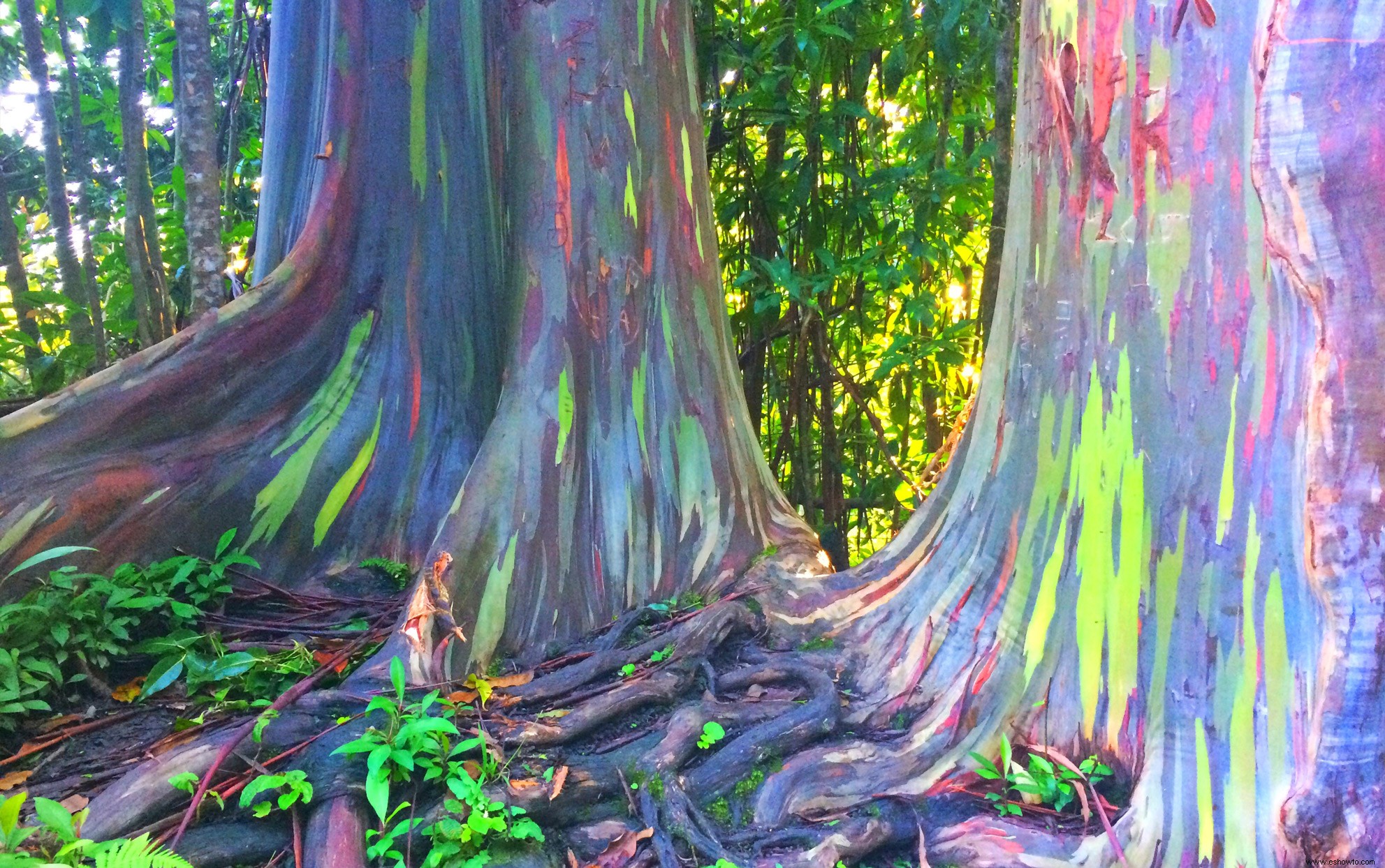 Este tipo de árbol de eucalipto se ve demasiado hermoso para ser real 
