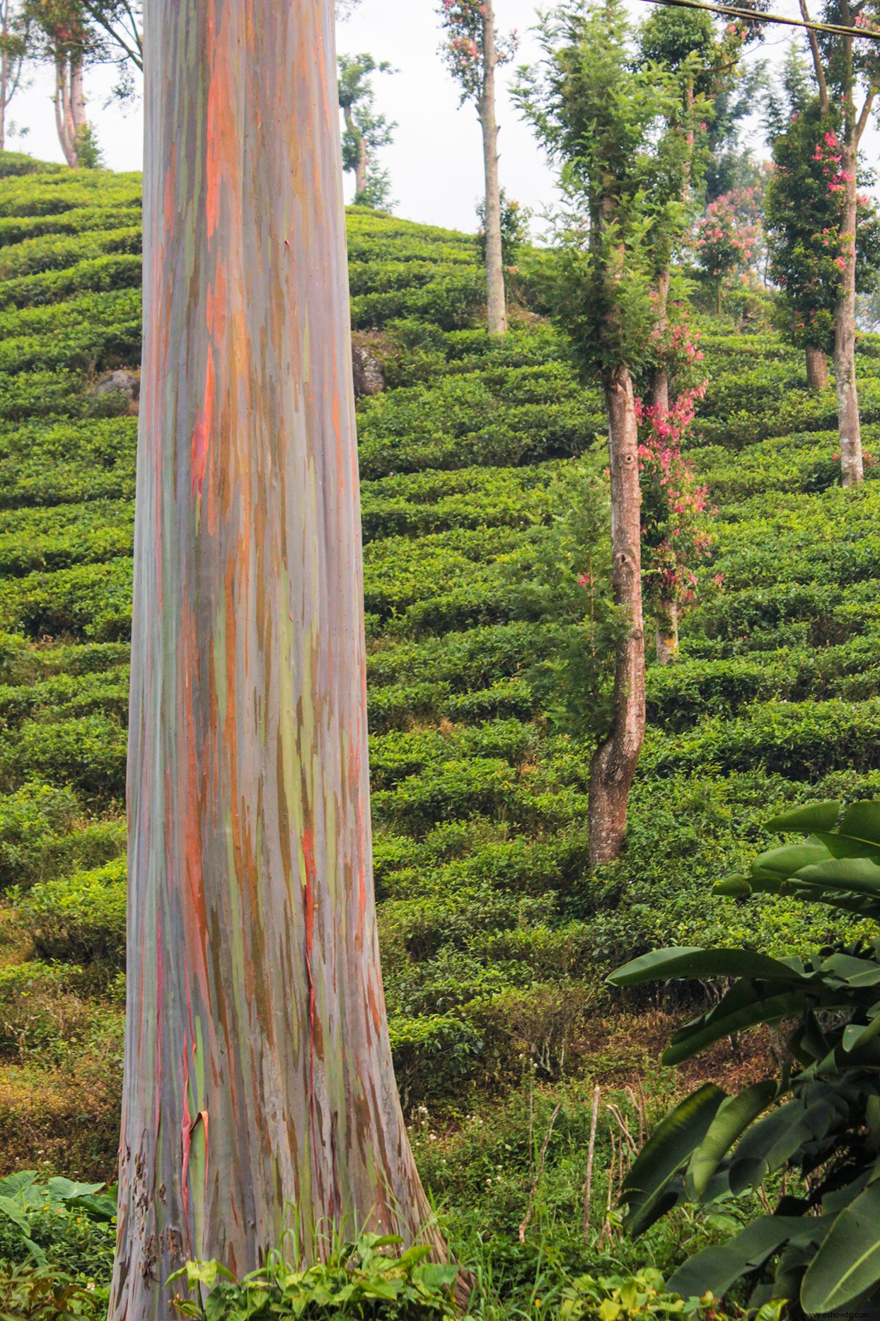 Este tipo de árbol de eucalipto se ve demasiado hermoso para ser real 