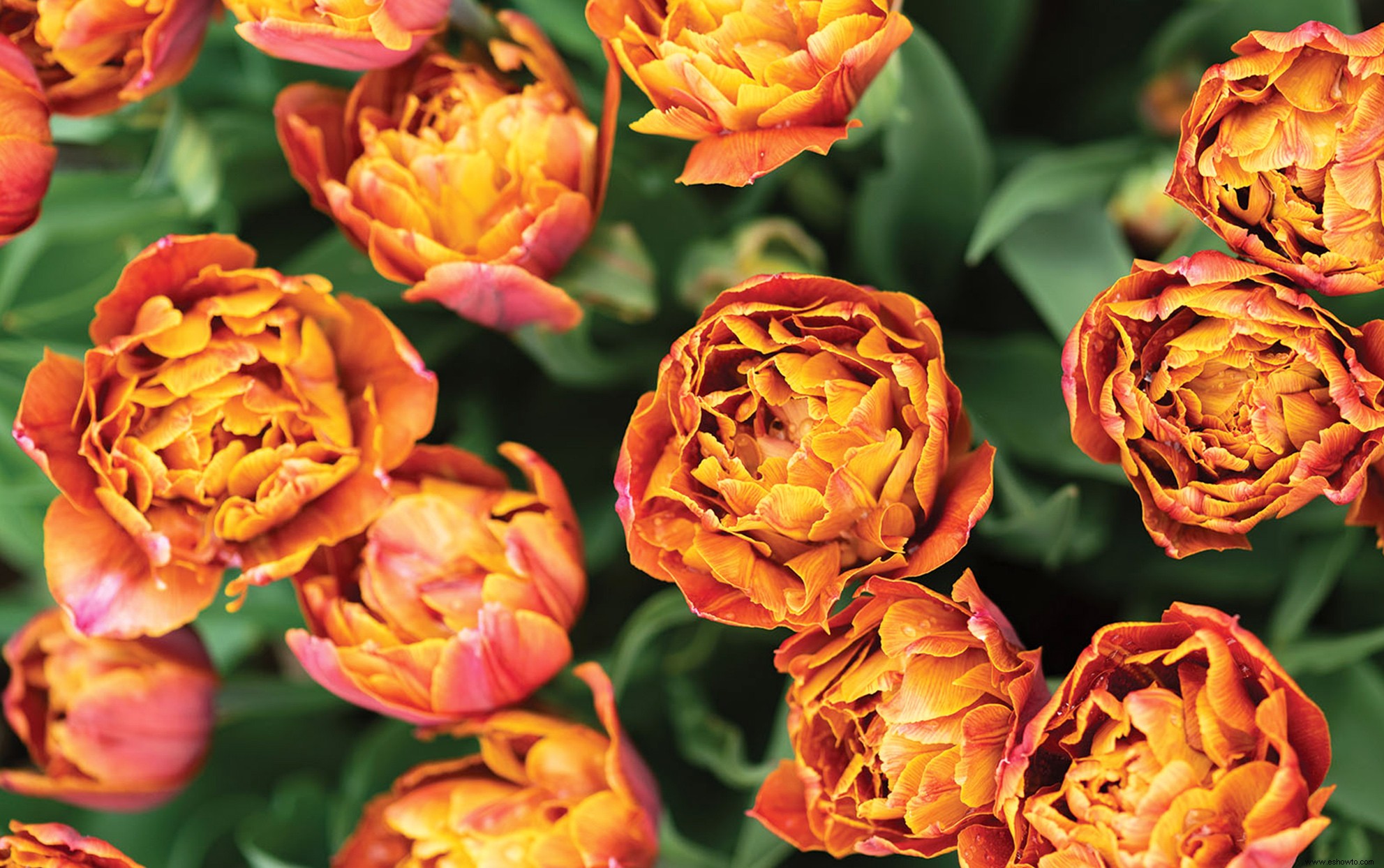 Este tulipán color atardecer seguramente iluminará tu jardín de primavera 