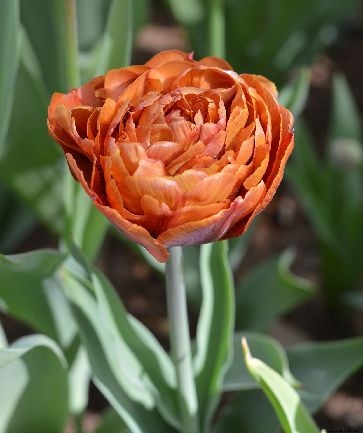 Este tulipán color atardecer seguramente iluminará tu jardín de primavera 