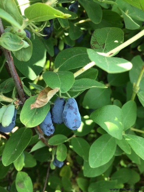 Conozca Honeyberry:una fruta parecida a un arándano llena de antioxidantes 