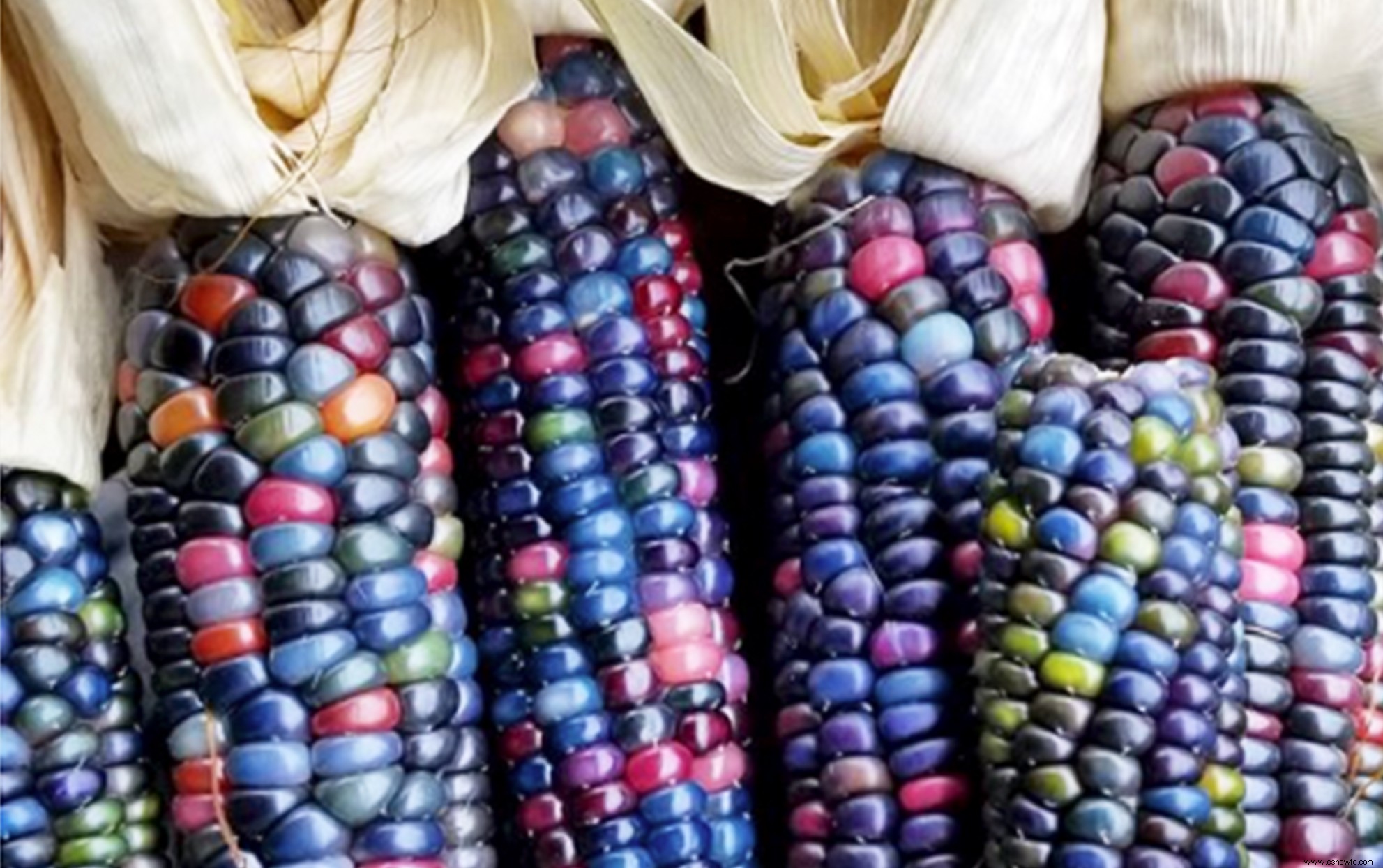 El maíz arcoíris arrasó en Internet y ahora puedes plantarlo en tu propio jardín 