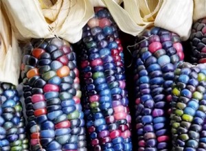 Maíz Arcoíris Glass Gem: Cultiva esta variedad espectacular en tu jardín