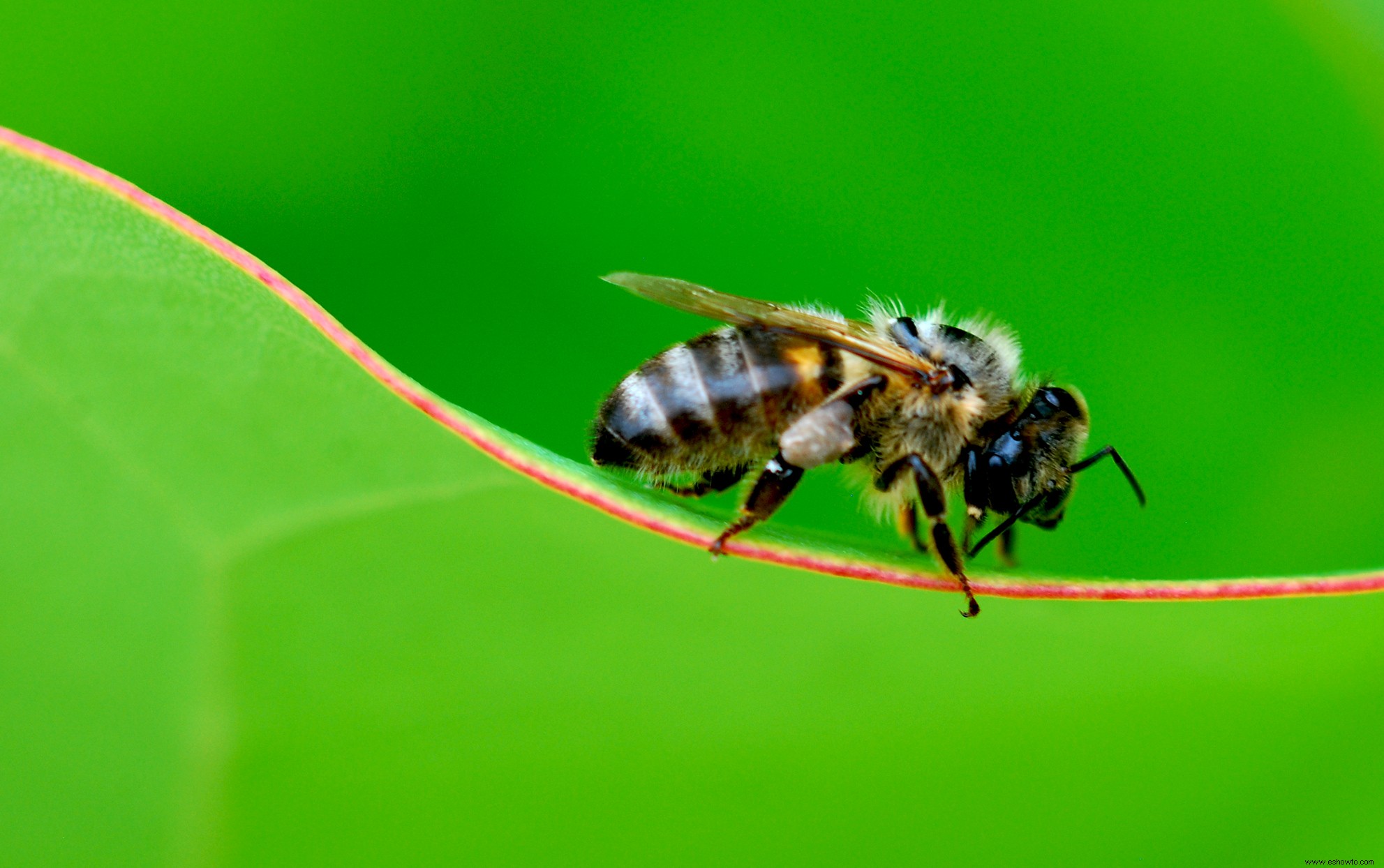 ¿Notó que sus flores florecen temprano? Las abejas hambrientas podrían ser la razón por la cual 