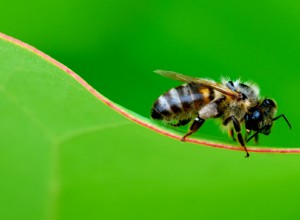 ¿Tus flores brotan antes de tiempo? Las abejas hambrientas podrían acelerarlo todo