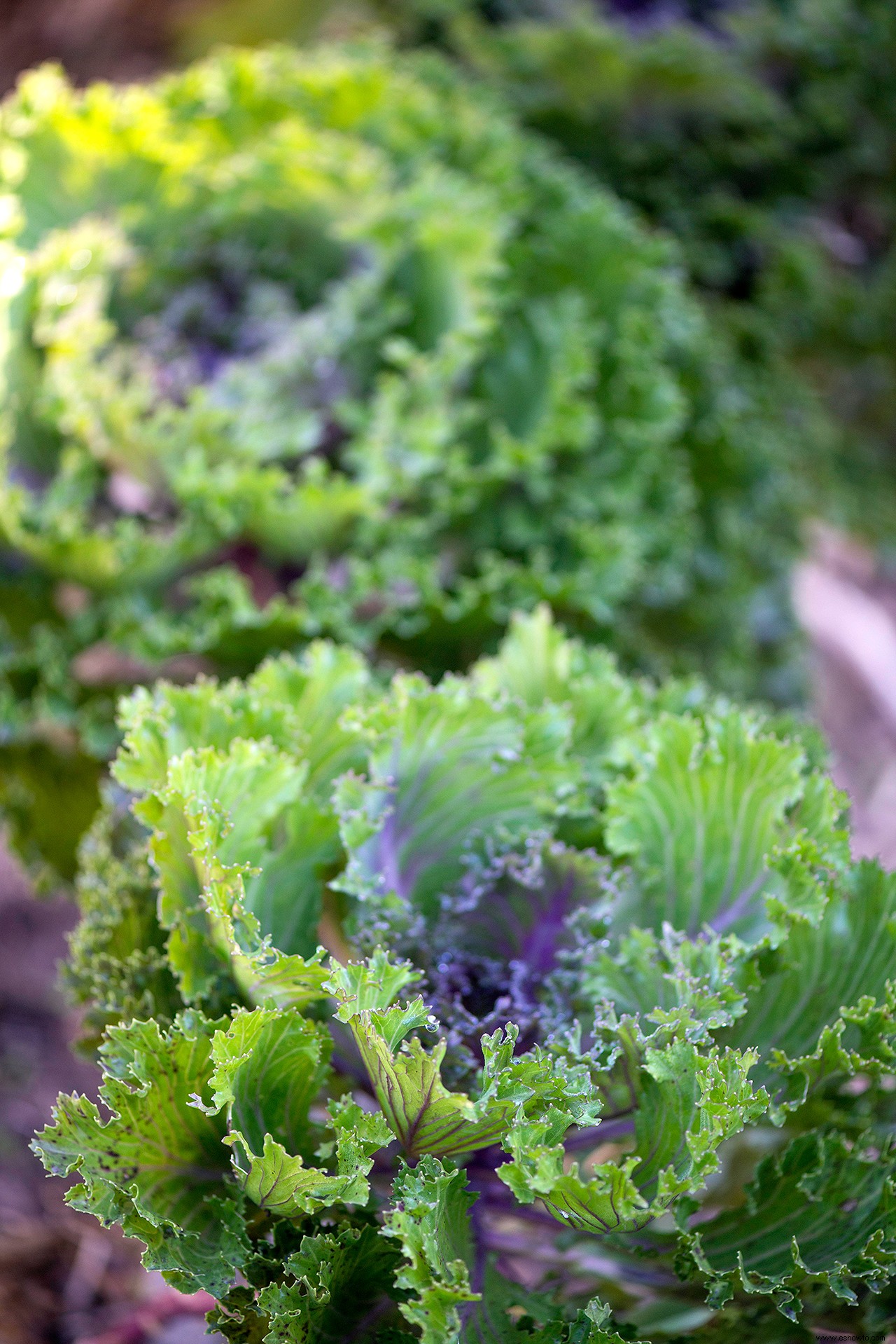 Este plan de ventana le proporcionará verduras y hierbas frescas este verano 