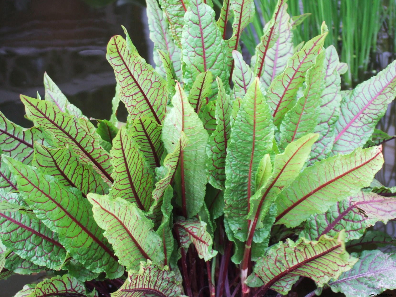 Este plan de ventana le proporcionará verduras y hierbas frescas este verano 