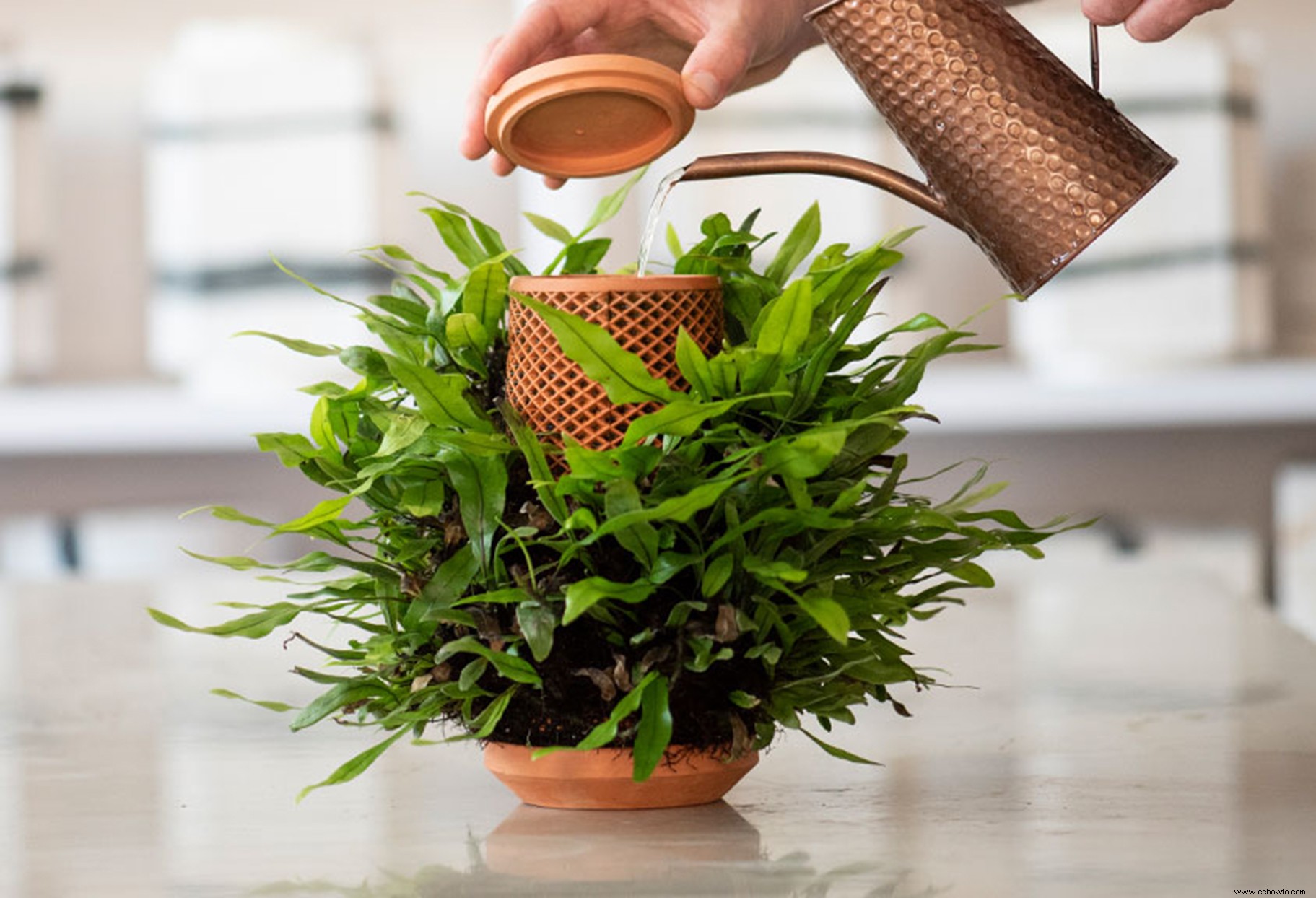 Esta nueva maceta de adentro hacia afuera hace que sea imposible regar en exceso sus plantas de interior 