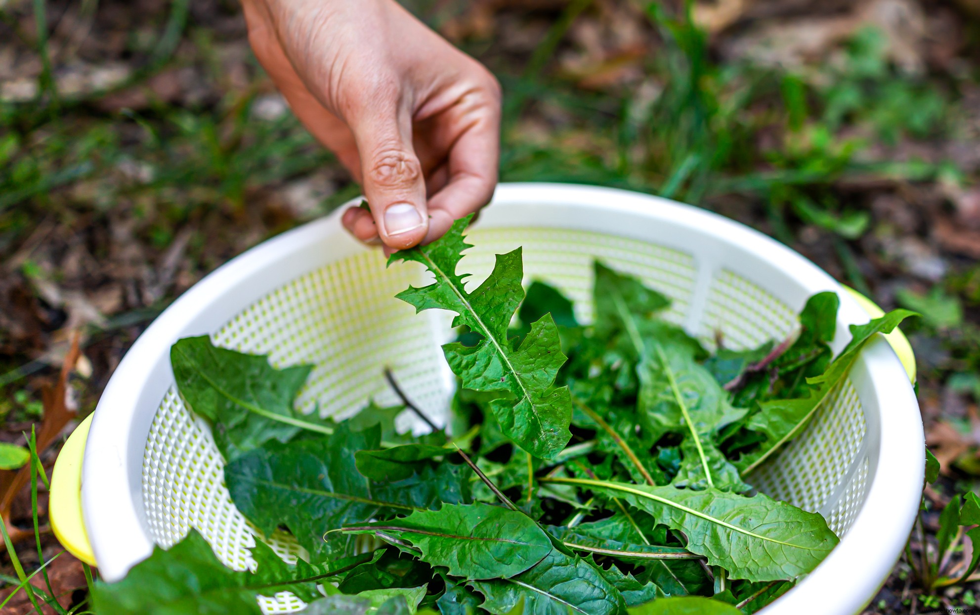 8 malas hierbas comunes en tu jardín que realmente puedes comer 