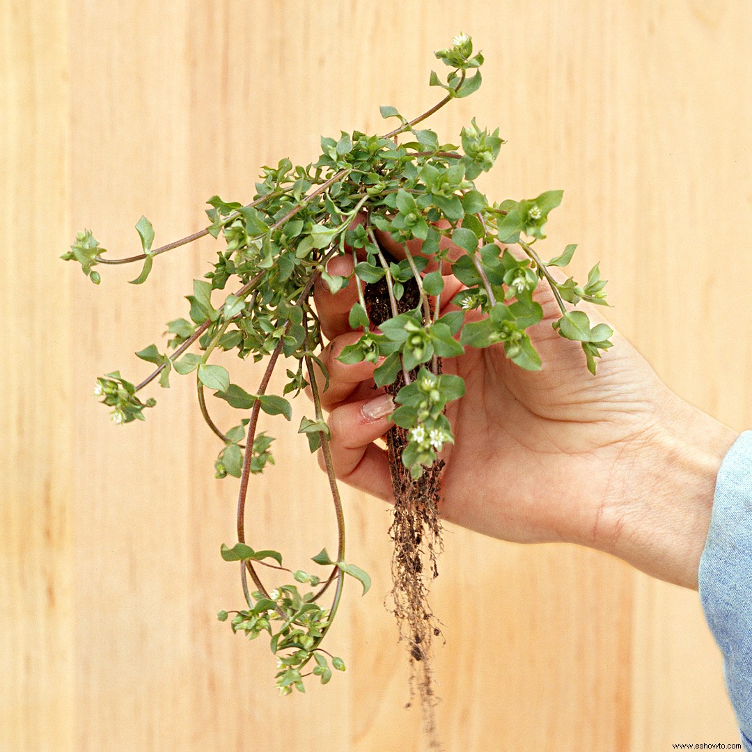 8 malas hierbas comunes en tu jardín que realmente puedes comer 