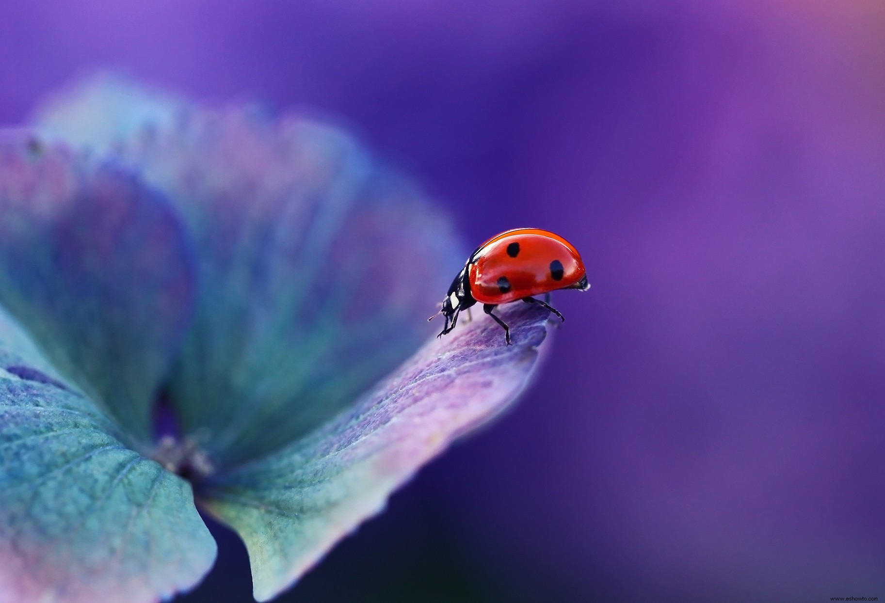 Estos 3 errores comunes de jardinería causan daño al medio ambiente, dicen los expertos 