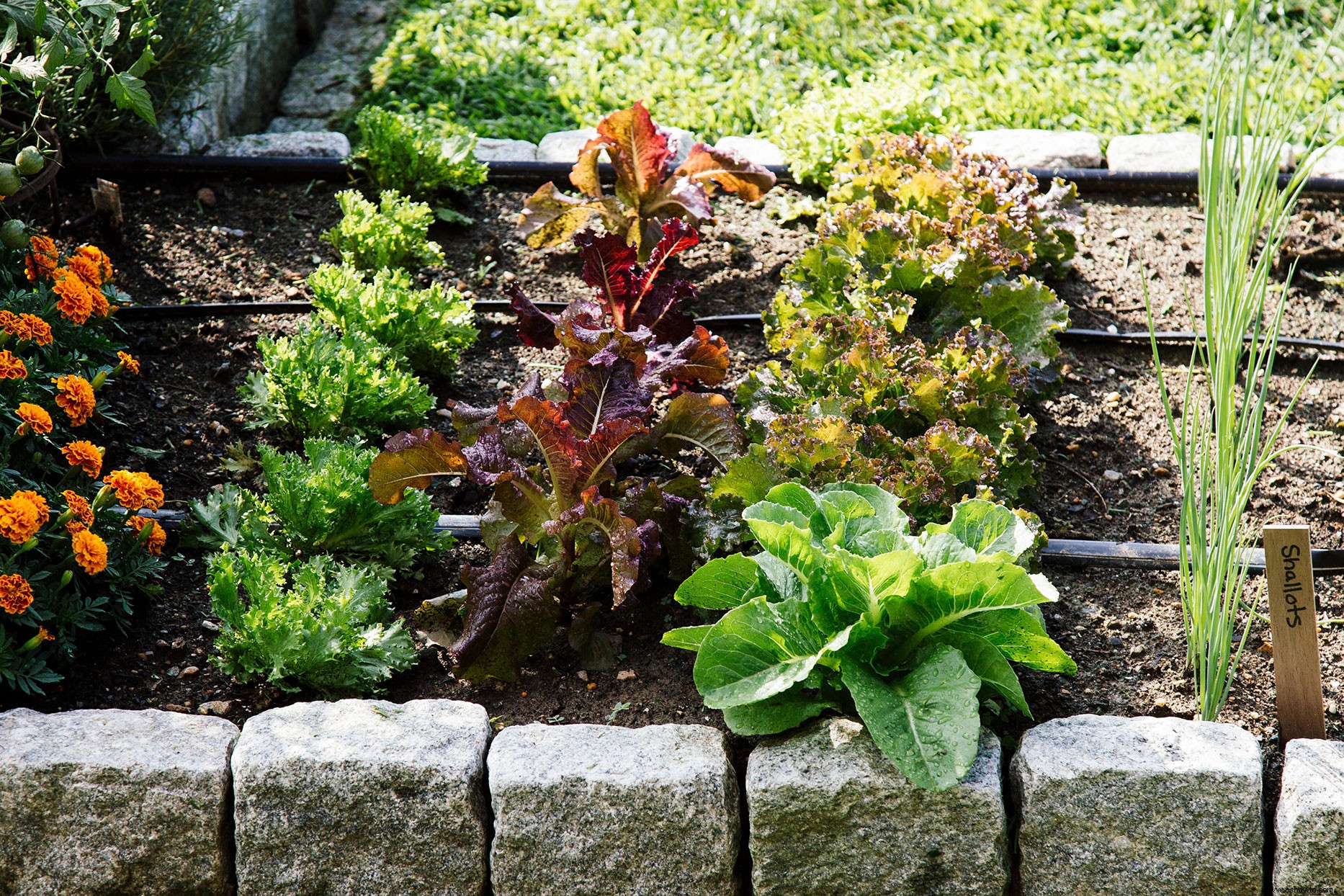 Estos 3 errores comunes de jardinería causan daño al medio ambiente, dicen los expertos 