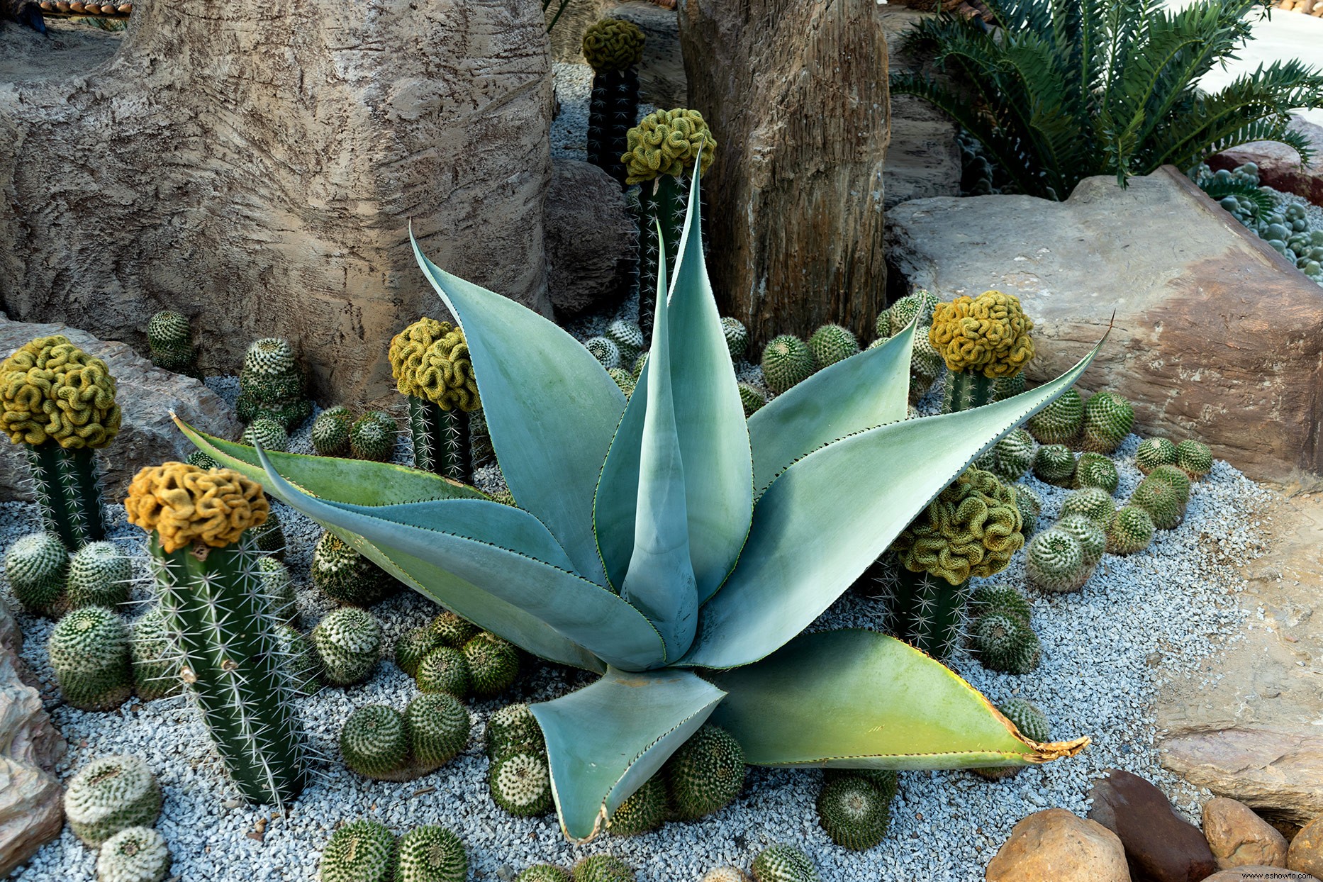 Estas plantas resistentes pueden con casi cualquier cosa que la naturaleza les arroje 