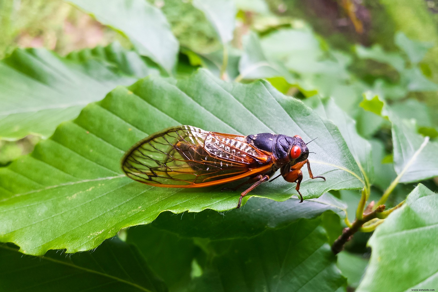 Un grupo de cigarras de 17 años surgirá en 14 estados este verano 