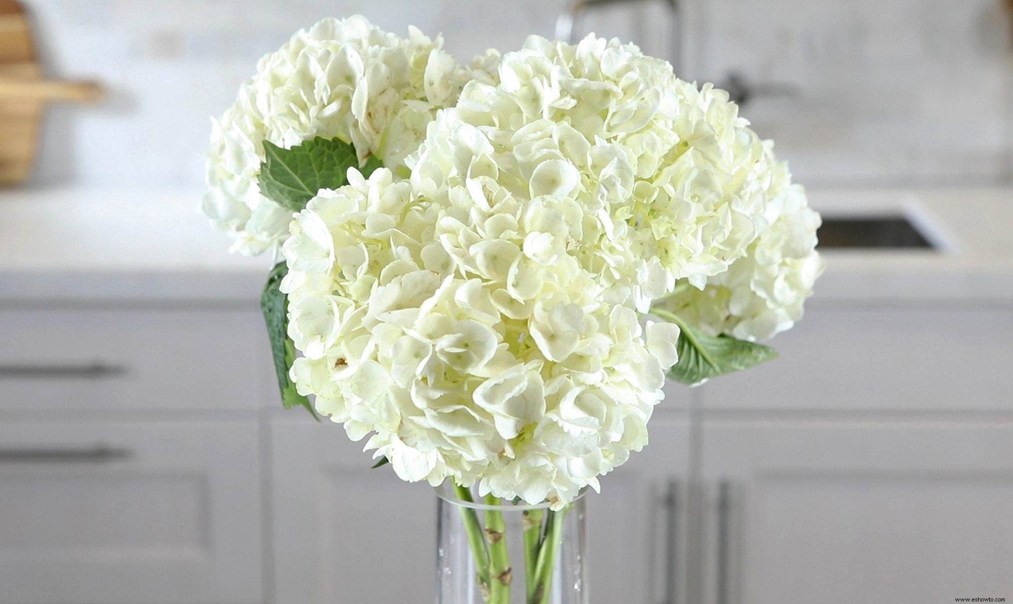 Cómo revivir las flores cortadas de hortensias cuando comienzan a marchitarse 