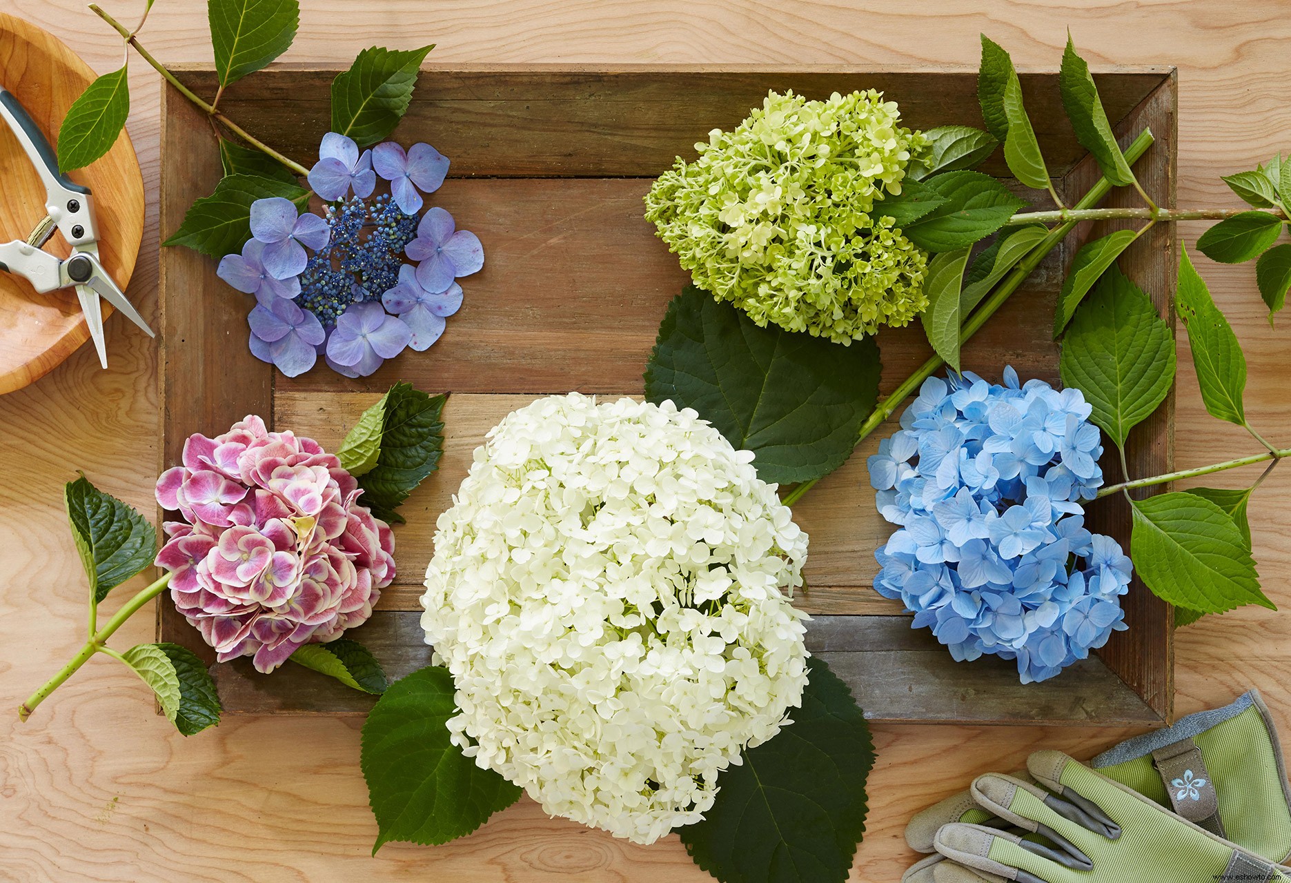 Cómo revivir las flores cortadas de hortensias cuando comienzan a marchitarse 