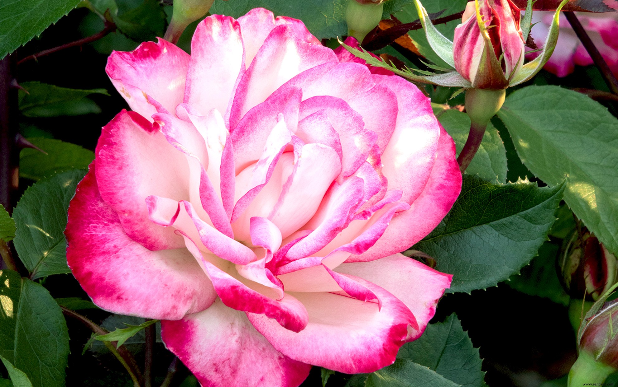 Las rosas Grace N Grit tienen hermosas flores rosadas Ombre, ¡y también son resistentes! 