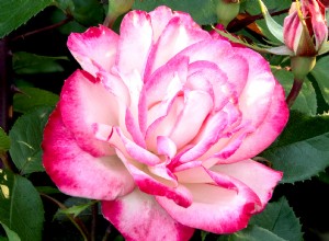 Rosas  Grace N Grit : Flores rosadas ombré impresionantes y altamente resistentes