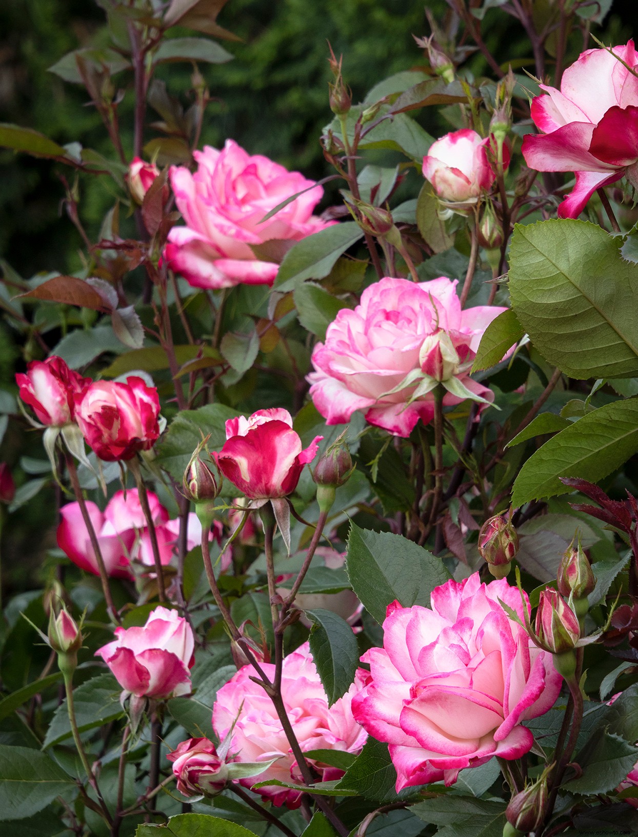 Las rosas Grace N Grit tienen hermosas flores rosadas Ombre, ¡y también son resistentes! 