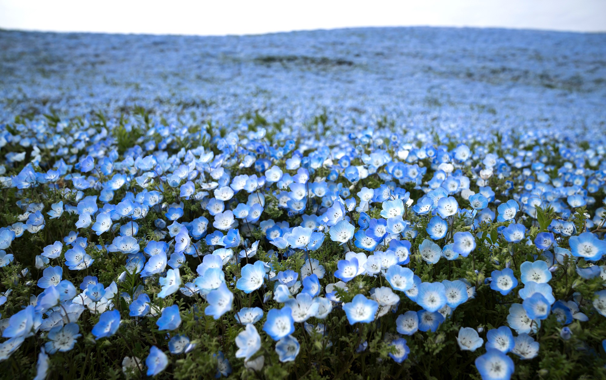 Millones de flores azules florecen en este parque japonés y las fotos son asombrosas 