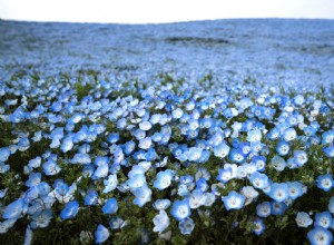 Millones de flores azules florecen en este parque japonés y las fotos son asombrosas 