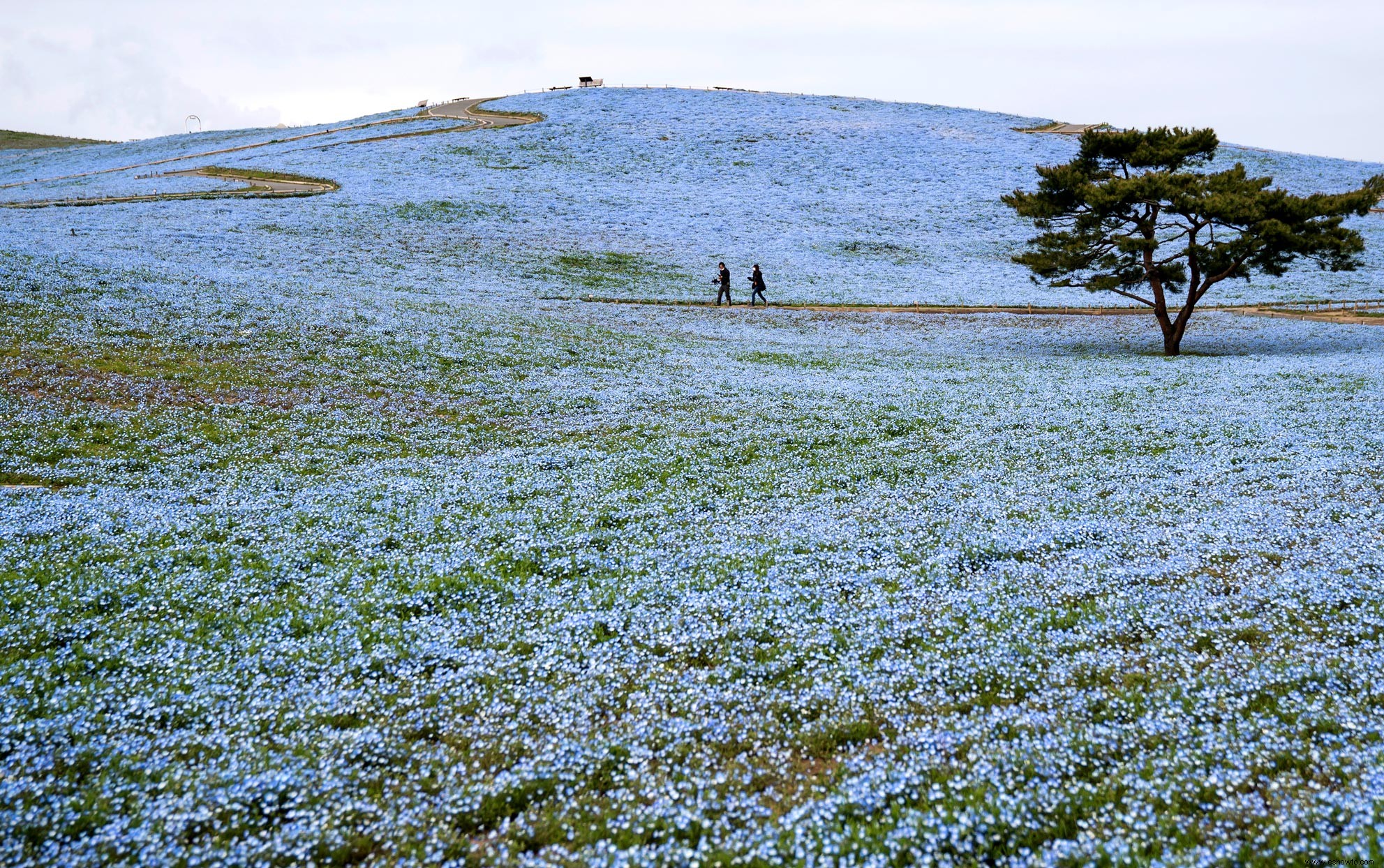 Millones de flores azules florecen en este parque japonés y las fotos son asombrosas 