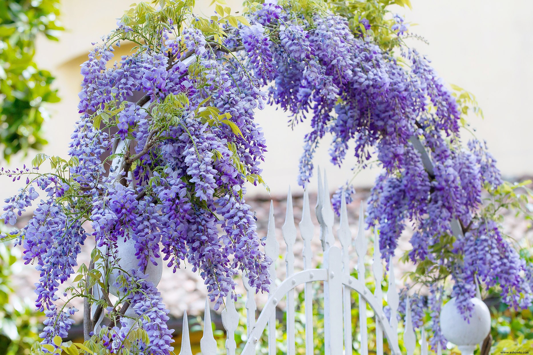 Las mejores glicinias para cultivar para disfrutar de las icónicas y aromáticas flores moradas 