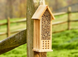 Cómo limpiar una casa de abejas: Guía experta para atraer polinizadores nativos a tu jardín